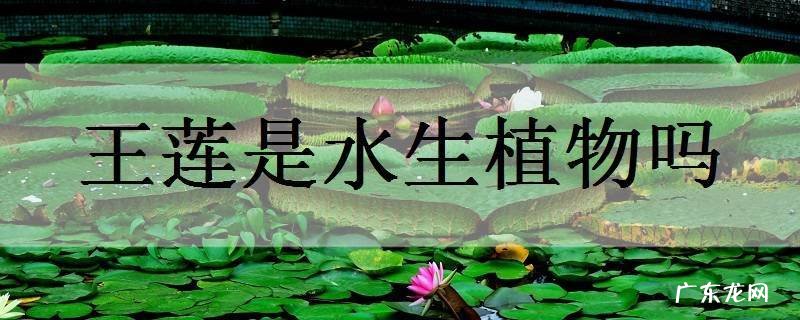 王莲是水生植物吗