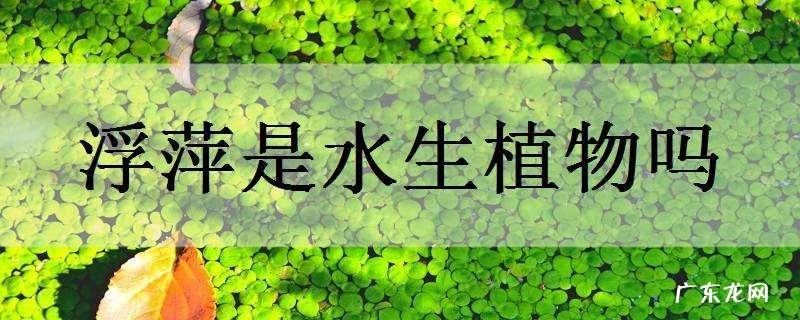 浮萍是水生植物吗
