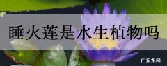 睡火莲是水生植物吗