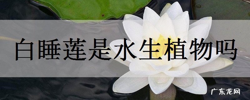 白睡莲是水生植物吗