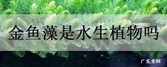 金鱼藻是水生植物吗