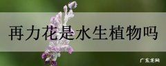 再力花是水生植物吗