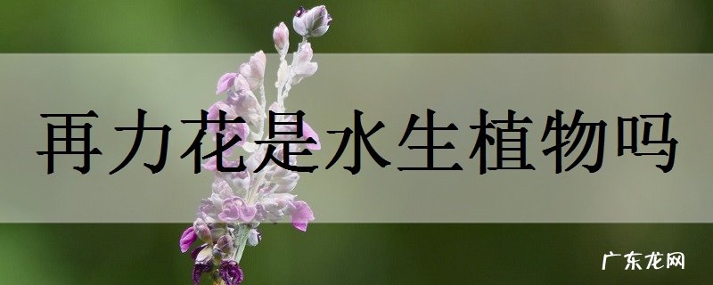 再力花是水生植物吗