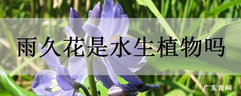雨久花是水生植物吗