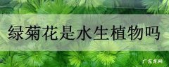 绿菊花是水生植物吗