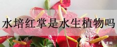 水培红掌是水生植物吗