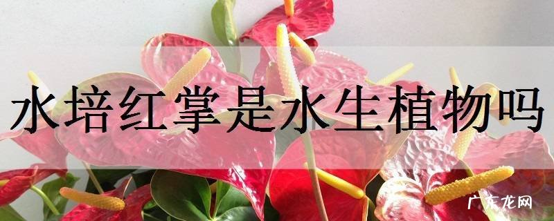 水培红掌是水生植物吗