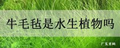 牛毛毡是水生植物吗