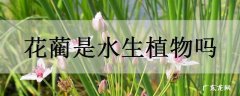 花蔺是水生植物吗