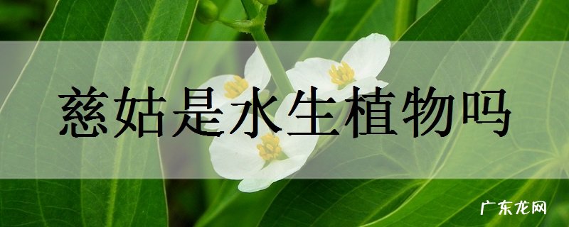 慈姑是水生植物吗