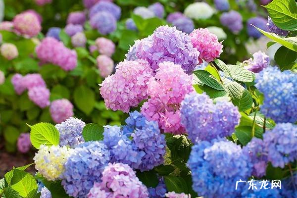 绣球花几月扦插最容易活 扦插的步骤是什么