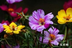 四季常开的室内盆花 盘点一年开花不断的花卉