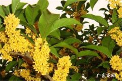 鲜桂花怎么保存 需要注意什么