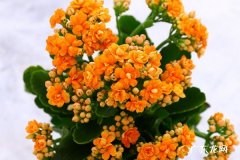 长寿花什么时候开花 怎么养护开花更多