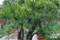 黑骨茶盆景冬天生长吗 如何养护