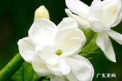 橘子皮泡了一年可以浇花吗 需要注意什么