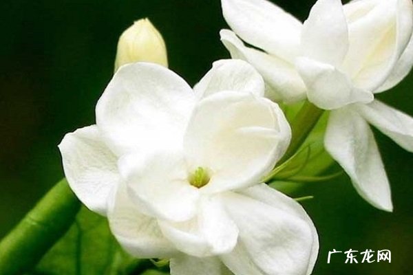 橘子皮泡了一年可以浇花吗 需要注意什么