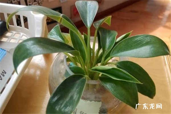 水培植物快速生根法 注意事项有哪些