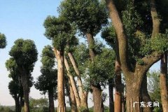 新移栽的树多久生根 方法是什么