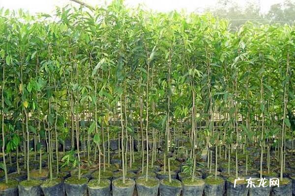 断头苗为什么不能种 成活率高吗