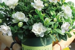 盆栽浇水的技巧和方法有哪些