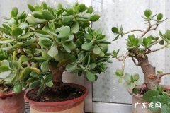 盆栽浇水早上好还是晚上好 什么时候浇水合适