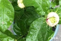 花刚移栽要不要浇水 需要注意是什么