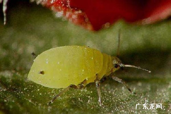 杀死蚜虫最好办法 如何进行防治