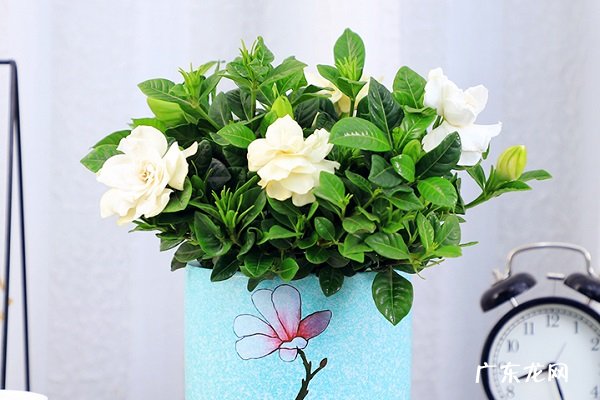 花换盆后叶子枯萎怎么办 是什么原因造成的