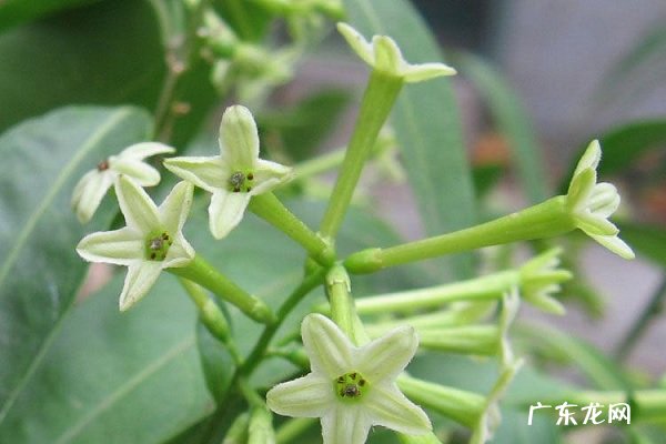 家里千万不能养的6种花 再美也不能放在室内