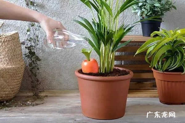 盆栽植物多久浇一次水 怎么浇水最合理