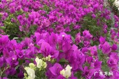 春天什么时候把花搬到室外