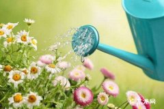 植物浇水需要注意的问题有哪些