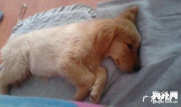 狗狗吐黄水是什么原因？狗狗吐黄水的应对措施