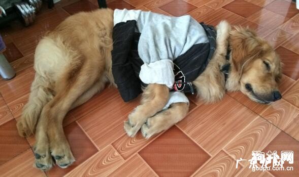 狗狗吐黄水是什么原因？狗狗吐黄水的应对措施