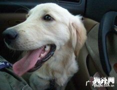 小狗胃肠炎症状及治疗方法？