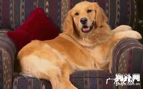 犬肉毒梭菌内毒素中毒了是什么原因?