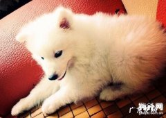 如何预防犬布氏杆菌病？