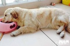 犬瘟的症状表现及防止治疗方法