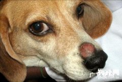 小狗念珠菌性皮肤疾病缘故及症状表现