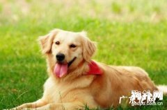 区别狗狗感冒和传染性疾病的方式