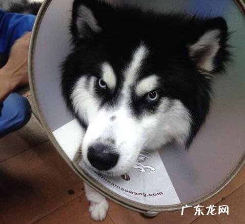 犬瘟的病症及治疗方法，初学者父母快学习培训起來