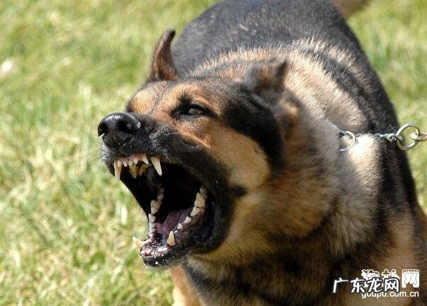 被狗咬伤后必须留意的食物禁忌