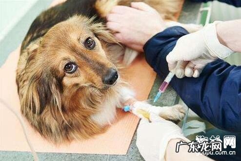 小狗注入预苗后有副作用的根本原因