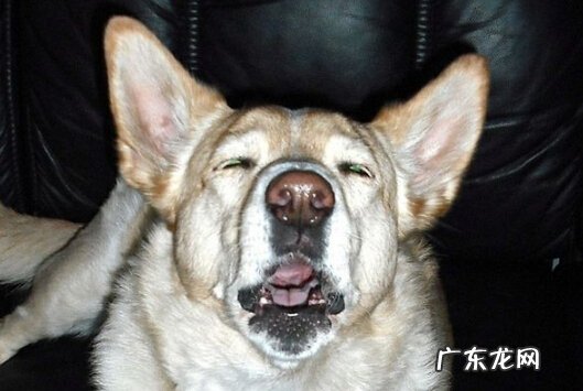 狗狗打喷嚏该怎么办