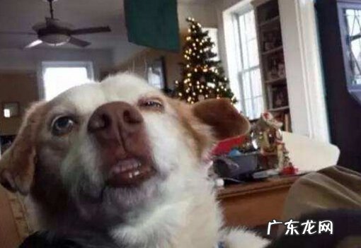 狗狗打喷嚏该怎么办