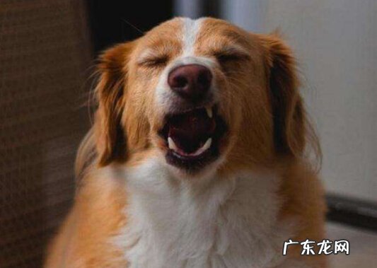 狗狗打喷嚏该怎么办