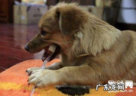 小狗怎么会口腔异味?