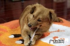 小狗怎么会口腔异味？