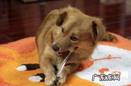 小狗怎么会口腔异味?